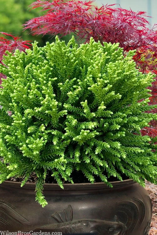 Dragon Prince Cryptomeria - 2 Gallon Pot Dragon Prince Cryptomeria - 2 Gallon Pot -Garden Plants shop cryptomeria dragon prince dwarf japanese cedar 4