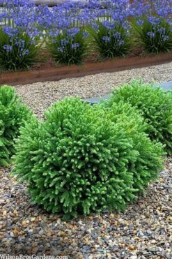 Dragon Prince Cryptomeria - 3 Gallon Pot 3 Dragon Prince Cryptomeria - 3 Gallon Pot -Garden Plants shop cryptomeria dragon prince dwarf japanese cedar 5 2