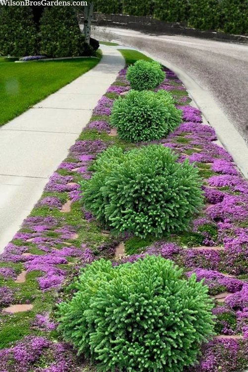 Dragon Prince Cryptomeria - 3 Gallon Pot Dragon Prince Cryptomeria - 3 Gallon Pot -Garden Plants shop cryptomeria dragon prince dwarf japanese cedar 6 2