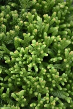 Dragon Warrior Cryptomeria - 3 Gallon Pot 3 Dragon Warrior Cryptomeria - 3 Gallon Pot -Garden Plants shop cryptomeria dragon warrior japanese cedar 1