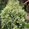 Sekken Sugi Golden Cryptomeria (Japanese Cedar) - 5 Gallon Pot