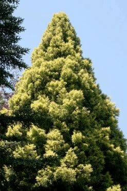 Sekken Sugi Golden Cryptomeria (Japanese Cedar) - 5 Gallon Pot -Garden Plants shop cryptomeria japonica sekkan sugi japanese cedar 5