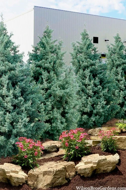 Carolina Sapphire Arizona Cypress - 7 Gallon Pot (4-5') Carolina Sapphire Arizona Cypress - 7 Gallon Pot (4-5') -Garden Plants shop cupressus arizonica arizona carolina sapphire cypress 101 2