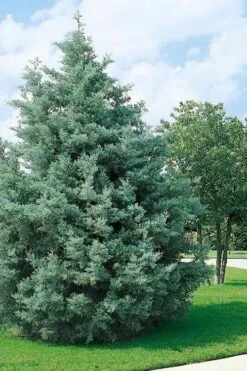 Carolina Sapphire Arizona Cypress - 7 Gallon Pot (5-6') -Garden Plants shop cupressus arizonica arizona carolina sapphire cypress 102 3