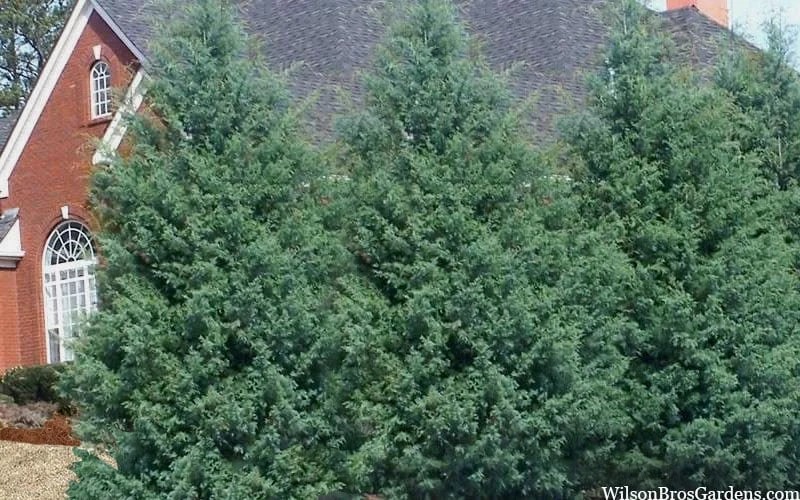 Carolina Sapphire Arizona Cypress - 7 Gallon Pot (4-5') Carolina Sapphire Arizona Cypress - 7 Gallon Pot (4-5') -Garden Plants shop cupressus arizonica arizona carolina sapphire cypress 103 2