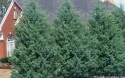 Carolina Sapphire Arizona Cypress - 3 Gallon Pot -Garden Plants shop cupressus arizonica arizona carolina sapphire cypress 103