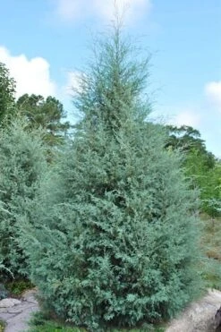 Carolina Sapphire Arizona Cypress - 3 Gallon Pot -Garden Plants shop cupressus arizonica arizona carolina sapphire cypress 1 thumbnail