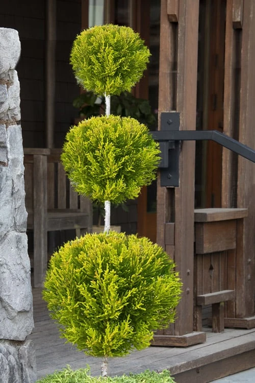 Goldcrest Monterey Lemon Cypress - 3-Ball Poodle Tier Topiary - 5 Gallon Pot Goldcrest Monterey Lemon Cypress - 3-Ball Poodle Tier Topiary - 5 Gallon Pot -Garden Plants shop cypress goldcrest monterey poodle tier 1 2
