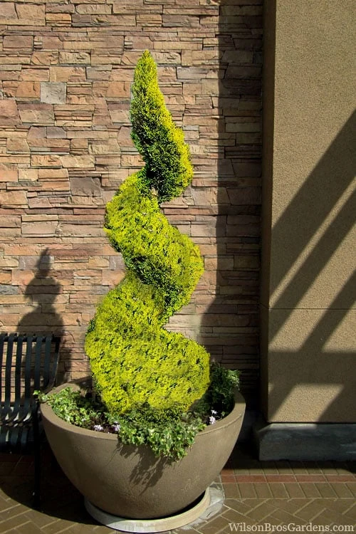 Goldcrest Monterey Lemon Cypress Spiral Topiary - 2 Gallon Pot Goldcrest Monterey Lemon Cypress Spiral Topiary - 2 Gallon Pot -Garden Plants shop cypress goldcrest monterey spiral topiary 11