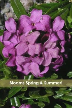 Lawrence Crocker Dwarf Daphne Tree (Standard Topiary) - 1 Gallon Pot 4 Lawrence Crocker Dwarf Daphne Tree (Standard Topiary) - 1 Gallon Pot -Garden Plants shop daphne lawrence crocker 12 1