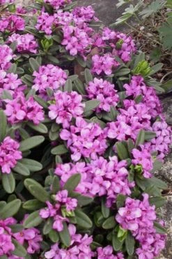 Lawrence Crocker Dwarf Daphne - 1 Gallon Pot -Garden Plants shop daphne lawrence crocker 3