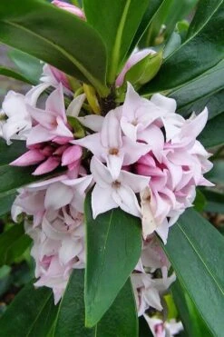 Pink Perfume Princess Winter Daphne - 2 Gallon Pot (SALE) -Garden Plants shop daphne perfume princess 11