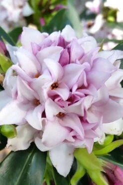 Pink Perfume Princess Winter Daphne - 2 Gallon Pot (SALE) -Garden Plants shop daphne perfume princess 12