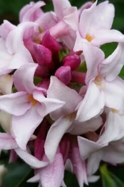 Pink Perfume Princess Winter Daphne - 2 Gallon Pot (SALE) -Garden Plants shop daphne perfume princess 15