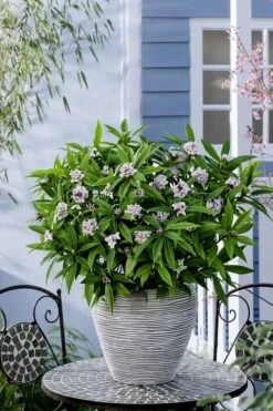 Pink Perfume Princess Winter Daphne - 2 Gallon Pot (SALE) -Garden Plants shop daphne perfume princess 16