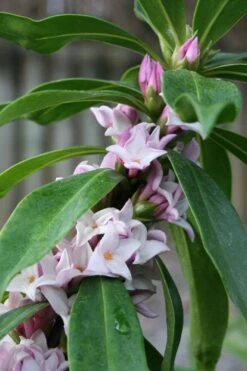 Pink Perfume Princess Winter Daphne - 2 Gallon Pot (SALE) -Garden Plants shop daphne perfume princess 17