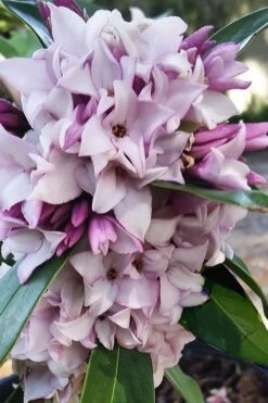 Pink Perfume Princess Winter Daphne - 2 Gallon Pot (SALE) -Garden Plants shop daphne perfume princess 4