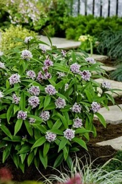 Pink Perfume Princess Winter Daphne - 2 Gallon Pot (SALE) -Garden Plants shop daphne perfume princess 7