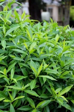 Pink Perfume Princess Winter Daphne - 2 Gallon Pot (SALE) -Garden Plants shop daphne perfume princess 8