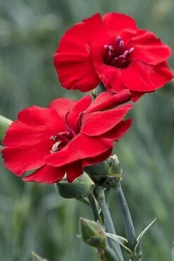 Cherry Pie Dianthus (Carnations) 1 Gallon Pot -Garden Plants shop dianthus cherry pie 500x750 1