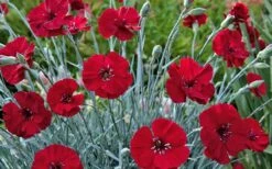 Cherry Pie Dianthus (Carnations) 1 Gallon Pot -Garden Plants shop dianthus cherry pie 800x500 1