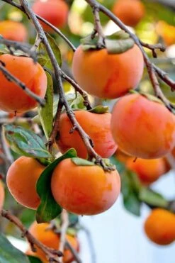 Fuyu Persimmon Tree - 7 Gallon Pot (4-5') -Garden Plants shop diospyros kaki fuyu persimmon tree 3