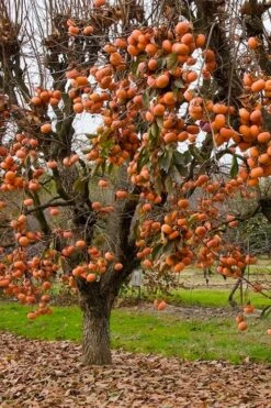 Fuyu Persimmon Tree - 7 Gallon Pot (4-5') -Garden Plants shop diospyros kaki fuyu persimmon tree 5