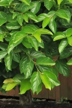 Fuyu Persimmon Tree - 7 Gallon Pot (4-5') -Garden Plants shop diospyros kaki fuyu persimmon tree 6