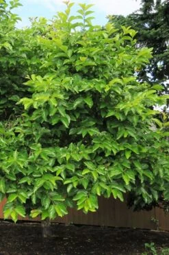 Fuyu Persimmon Tree - 7 Gallon Pot (4-5') -Garden Plants shop diospyros kaki fuyu persimmon tree 7