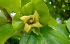 Fuyu Persimmon Tree - 7 Gallon Pot (4-5') -Garden Plants shop diospyros kaki fuyu persimmon tree 9