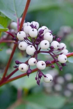 Red Osier Red Twig Dogwood (Cornus Sericea) - 1 Gallon Pot -Garden Plants shop dogwood red osier 500x750 1