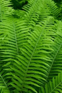 Dixie Wood Fern - Dryopteris Australis - 6 Pack Of 1 Gallon Pots -Garden Plants shop dryopteris australis dixie wood fern 12