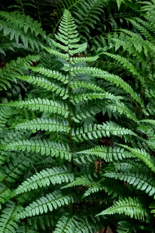Champions Wood Fern (Dryopteris championii) - 6 Pack of 1 Gallon Pots Champions Wood Fern (Dryopteris Championii) - 6 Pack Of 1 Gallon Pots -Garden Plants shop dryopteris championii champions wood fern 1