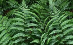 Champions Wood Fern (Dryopteris Championii) - 6 Pack Of 1 Gallon Pots 3 Champions Wood Fern (Dryopteris Championii) - 6 Pack Of 1 Gallon Pots -Garden Plants shop dryopteris championii champions wood fern 2