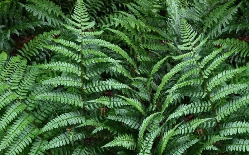 Champions Wood Fern (Dryopteris championii) - 6 Pack of 1 Gallon Pots Champions Wood Fern (Dryopteris Championii) - 6 Pack Of 1 Gallon Pots -Garden Plants shop dryopteris championii champions wood fern 2