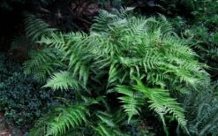 Champions Wood Fern (Dryopteris Championii) - 6 Pack Of 1 Gallon Pots 4 Champions Wood Fern (Dryopteris Championii) - 6 Pack Of 1 Gallon Pots -Garden Plants shop dryopteris championii champions wood fern 6