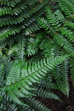 Champions Wood Fern (Dryopteris Championii) - 6 Pack Of 1 Gallon Pots 5 Champions Wood Fern (Dryopteris Championii) - 6 Pack Of 1 Gallon Pots -Garden Plants shop dryopteris championii champions wood fern 7