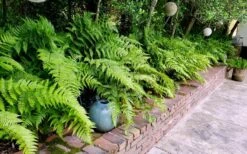 Autumn Brilliance Fern (Dryopteris Erythrosora) - 2.5 Quart Pot 6 Autumn Brilliance Fern (Dryopteris Erythrosora) - 2.5 Quart Pot -Garden Plants shop dryopteris erythrosora autumn brilliance fern 10