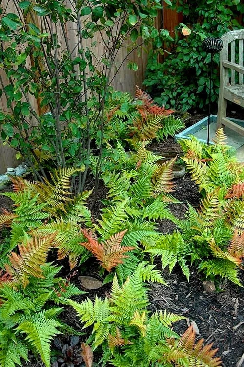 Autumn Brilliance Fern (Dryopteris erythrosora) - 3 Gallon Autumn Brilliance Fern (Dryopteris Erythrosora) - 3 Gallon -Garden Plants shop dryopteris erythrosora autumn brilliance fern 11 1
