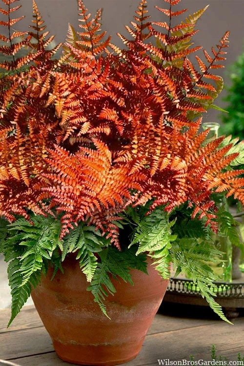 Autumn Brilliance Fern (Dryopteris erythrosora) - 3 Gallon Autumn Brilliance Fern (Dryopteris Erythrosora) - 3 Gallon -Garden Plants shop dryopteris erythrosora autumn brilliance fern 16 1