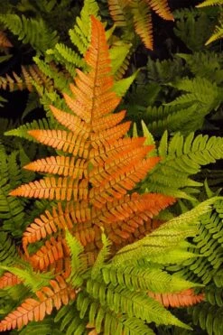 Autumn Brilliance Fern (Dryopteris Erythrosora) - 6 Pack Of 1 Gallon Pots 3 Autumn Brilliance Fern (Dryopteris Erythrosora) - 6 Pack Of 1 Gallon Pots -Garden Plants shop dryopteris erythrosora autumn brilliance fern 2 2