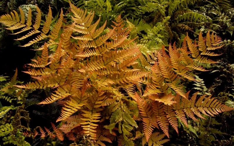 Autumn Brilliance Fern (Dryopteris erythrosora) - 2.5 Quart Pot Autumn Brilliance Fern (Dryopteris Erythrosora) - 2.5 Quart Pot -Garden Plants shop dryopteris erythrosora autumn brilliance fern 3