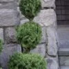 Poodle Tier Dwarf Alberta Spruce Topiary - 2 Gallon Pot