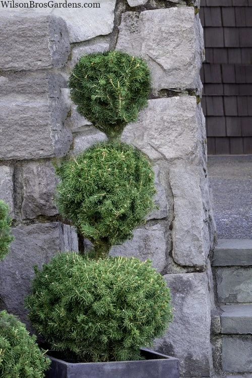 Poodle Tier Dwarf Alberta Spruce Topiary - 2 Gallon Pot Poodle Tier Dwarf Alberta Spruce Topiary - 2 Gallon Pot -Garden Plants shop dwarf alberta spruce 3 ball poodle tier 12 2