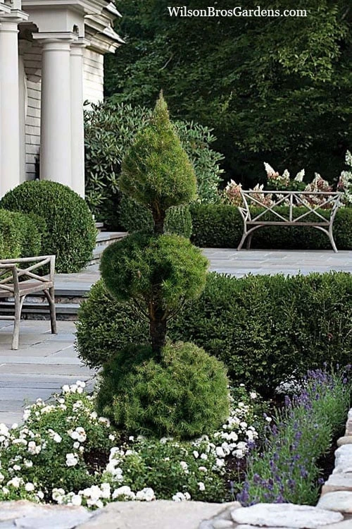 Dwarf Alberta Spruce 2-Ball Cone Topiary - 5 Gallon Pot Dwarf Alberta Spruce 2-Ball Cone Topiary - 5 Gallon Pot -Garden Plants shop dwarf alberta spruce poodle tier with pyramid topiary 3