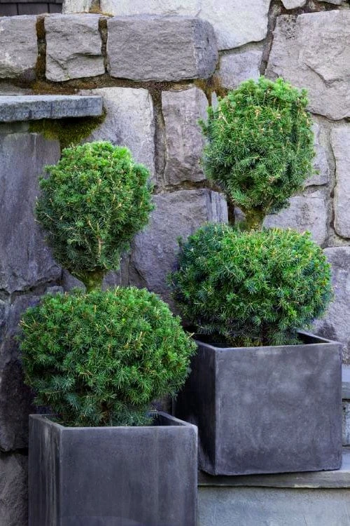 Poodle Tier Dwarf Alberta Spruce Topiary (2-Ball) - 2 Gallon Pot Poodle Tier Dwarf Alberta Spruce Topiary (2-Ball) - 2 Gallon Pot -Garden Plants shop dwarf alberta spruce two ball poodle tier topiary 1
