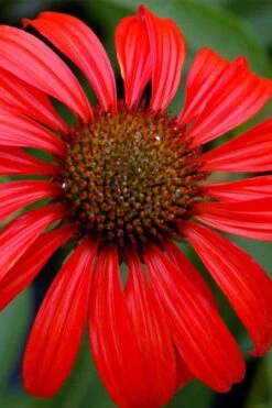 Tomato Soup Coneflower (Echinacea) - 1 Gallon Pot