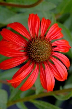 Tomato Soup Coneflower (Echinacea) - 1 Gallon Pot -Garden Plants shop echinacea tomato soup coneflower 3