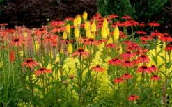 Tomato Soup Coneflower (Echinacea) - 1 Gallon Pot -Garden Plants shop echinacea tomato soup coneflower 5