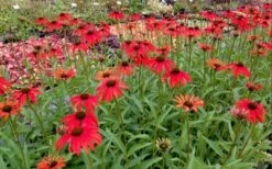 Tomato Soup Coneflower (Echinacea) - 1 Gallon Pot -Garden Plants shop echinacea tomato soup coneflower 6